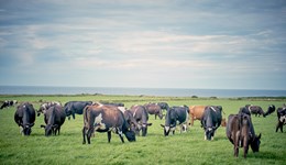 Pembrokeshire: Targeting net zero - Growing and ensiling feed on dairy farms